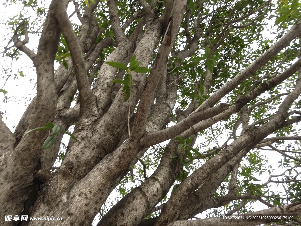 粗壮繁茂的大树枝干