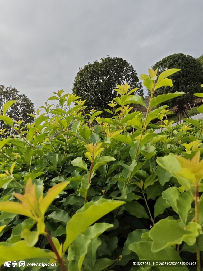绿意盎然的植物景观