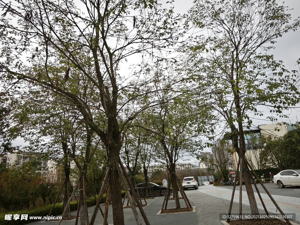 道路旁树木支撑场景
