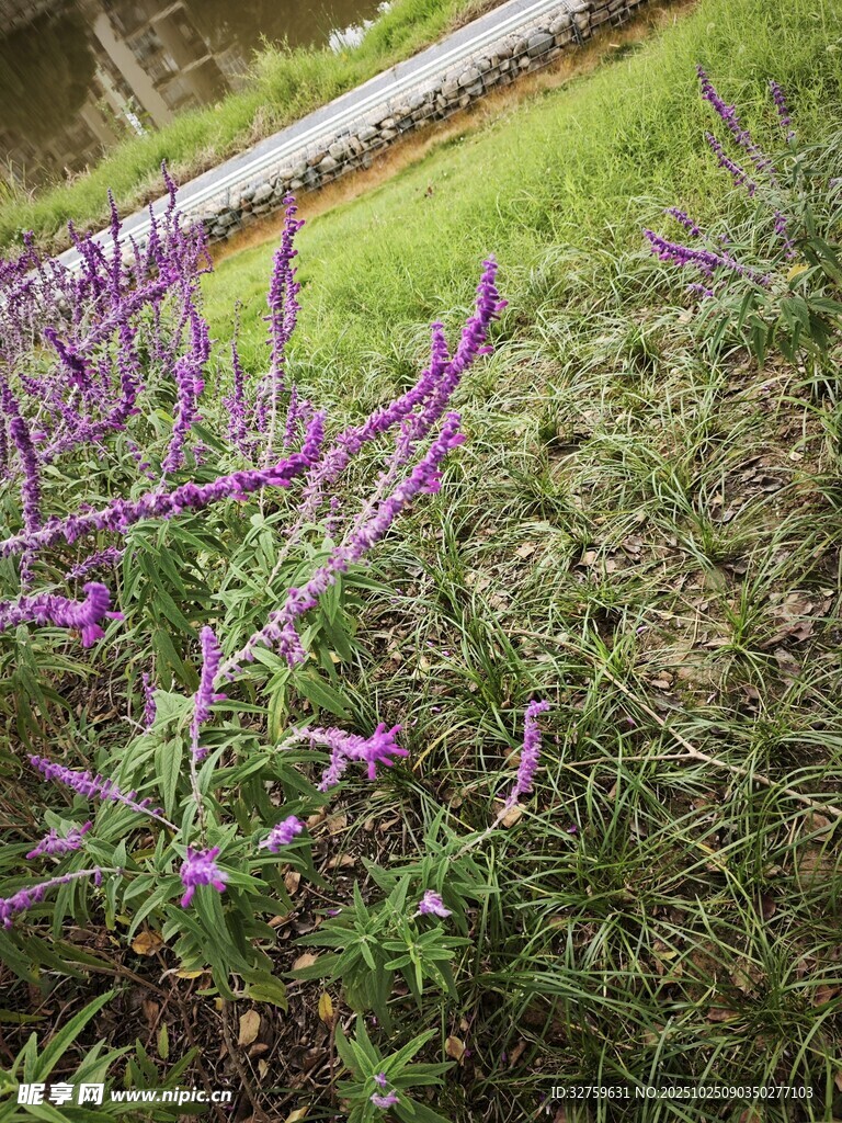 紫色野花绽放于草地间