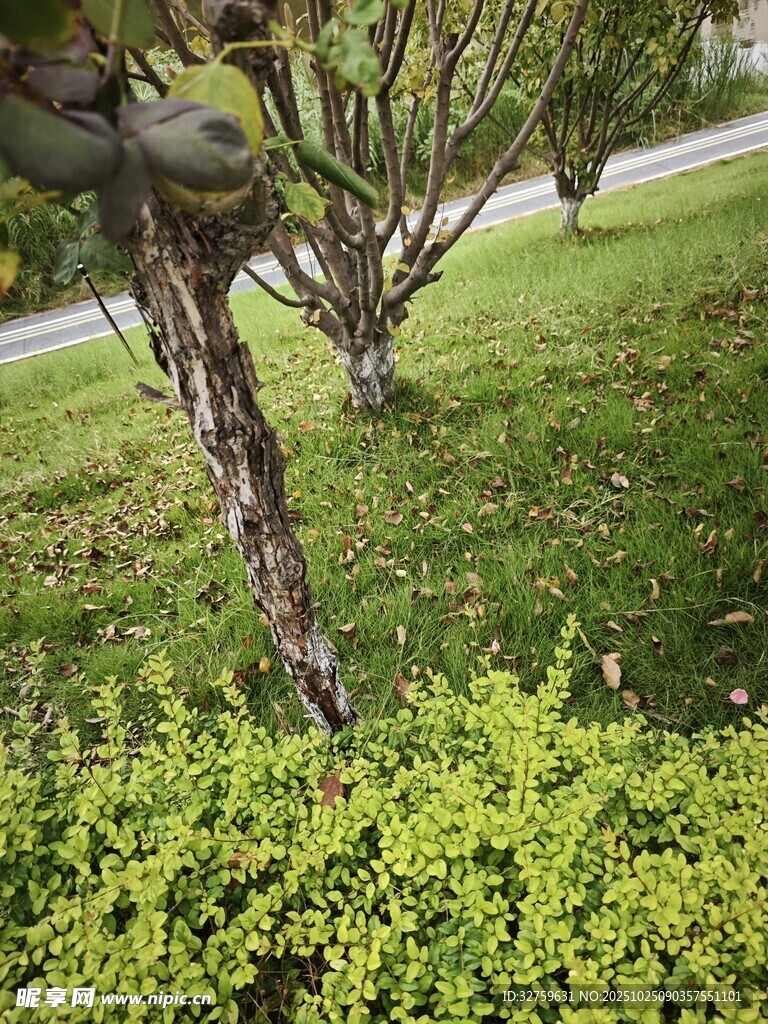 树干上的鞋子与绿植景观