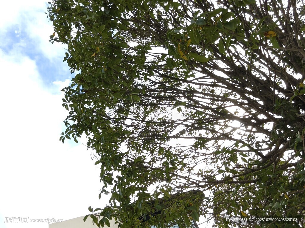 仰视葱郁树木枝叶