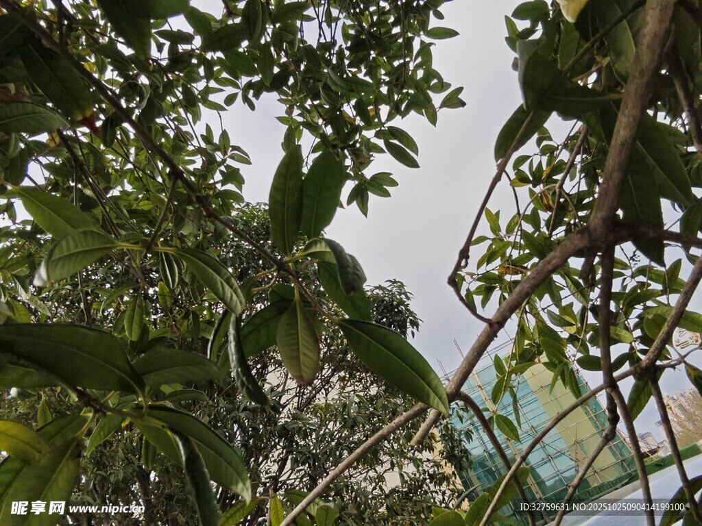 繁茂绿植间的自然景致
