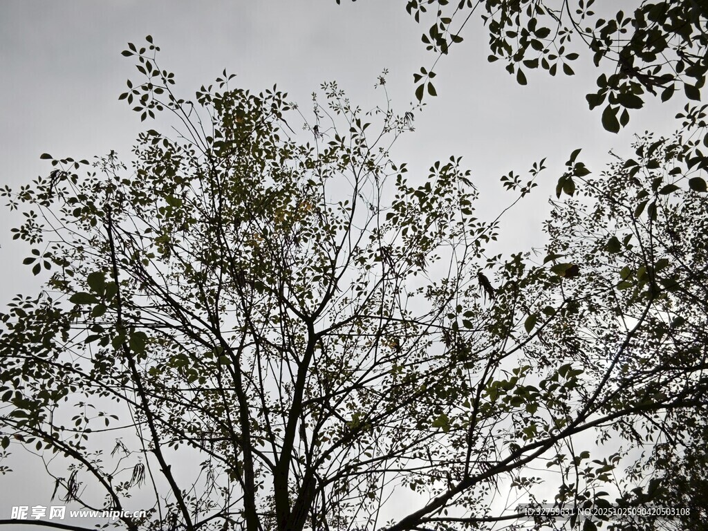 天空下的繁茂树木