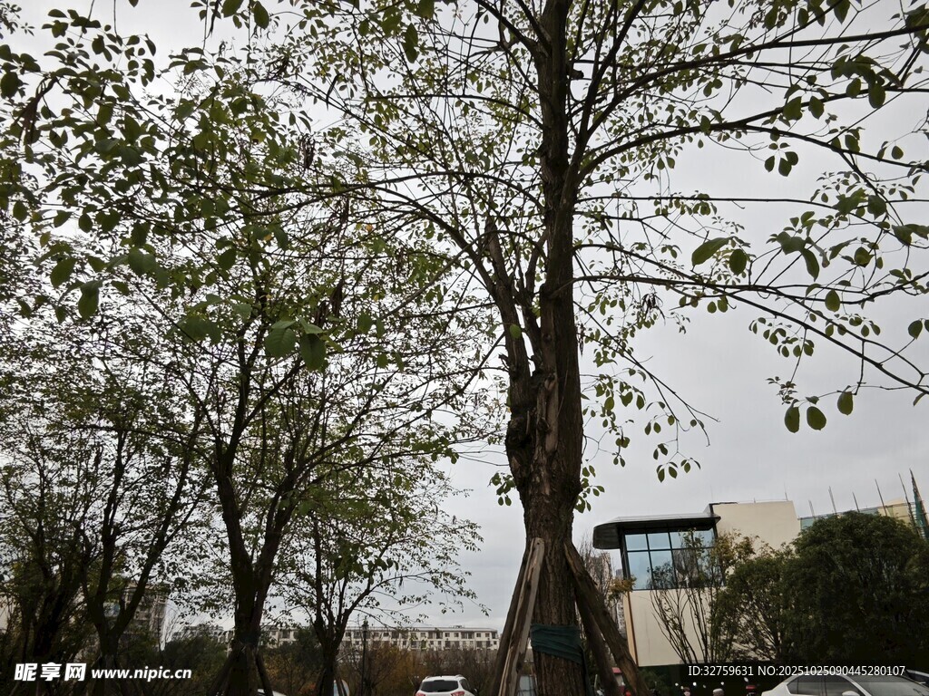 春日繁花树木景观