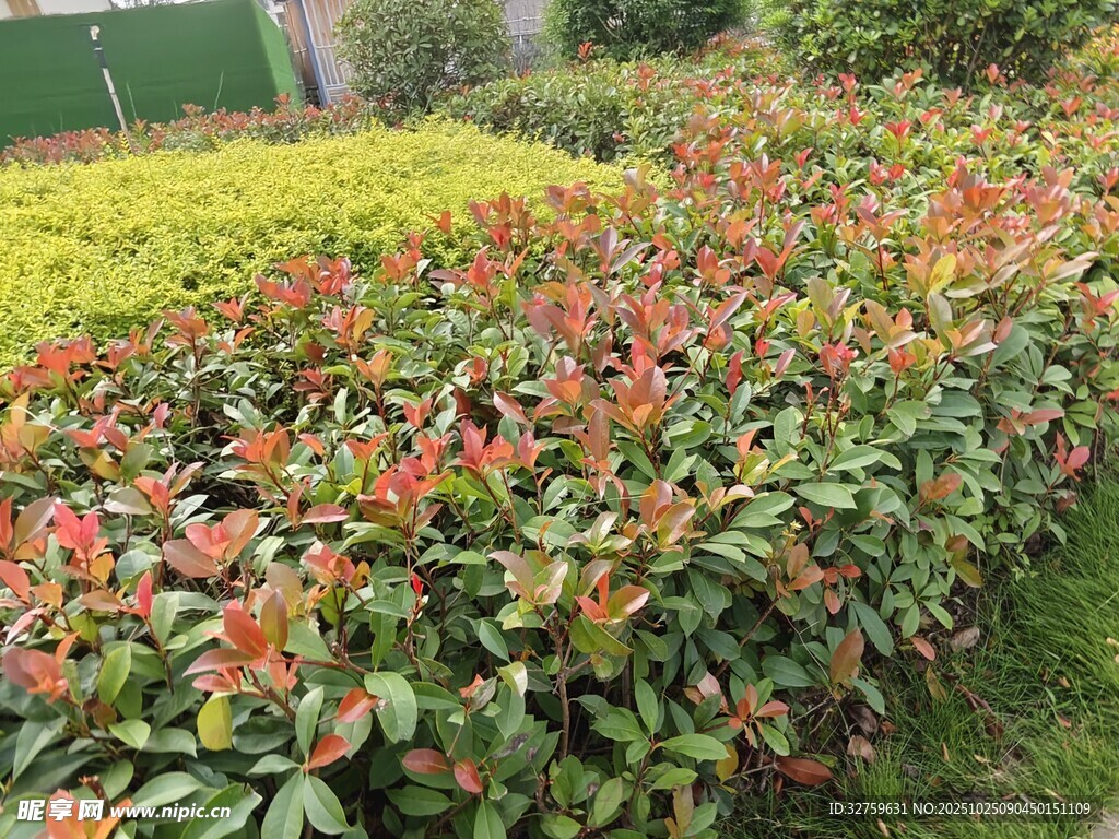 多彩花卉绿植景观