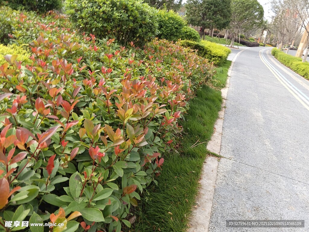 路边多彩植物景观