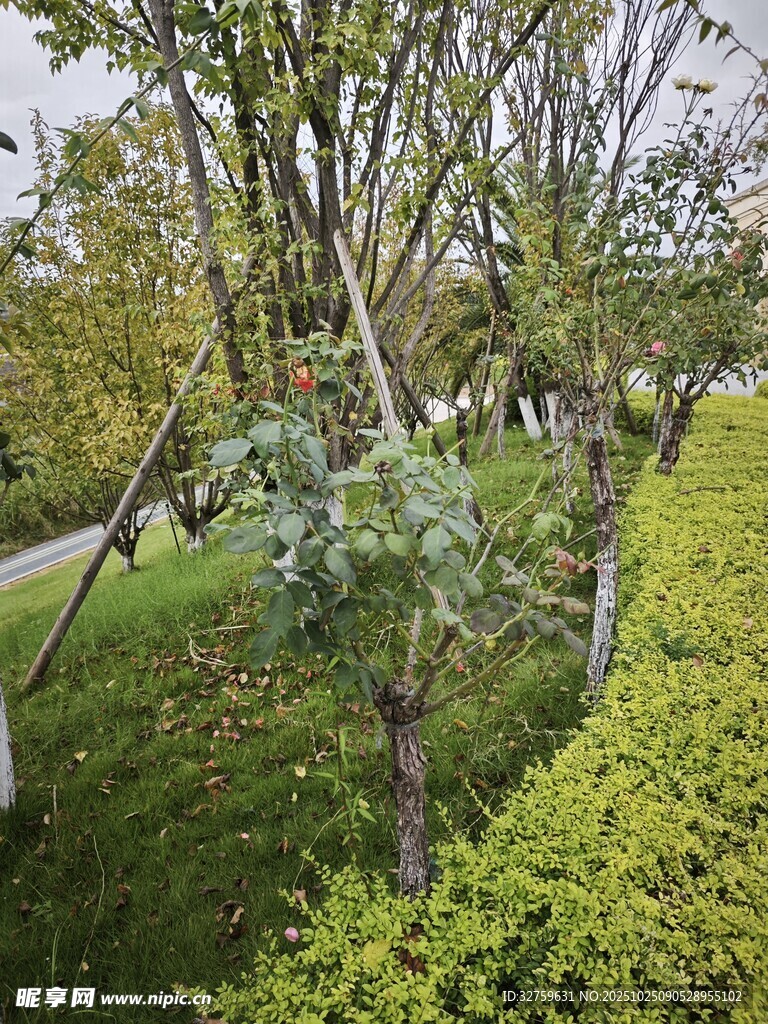 林间绿意盎然的繁茂景致