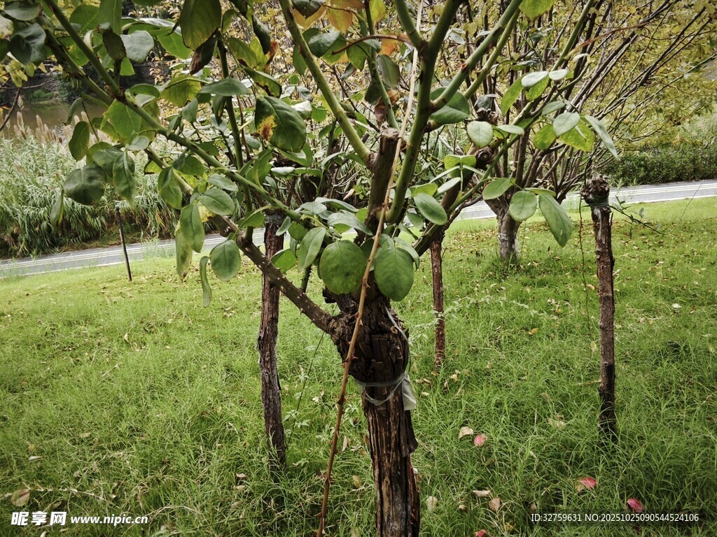 果园中的果树与翠绿草地