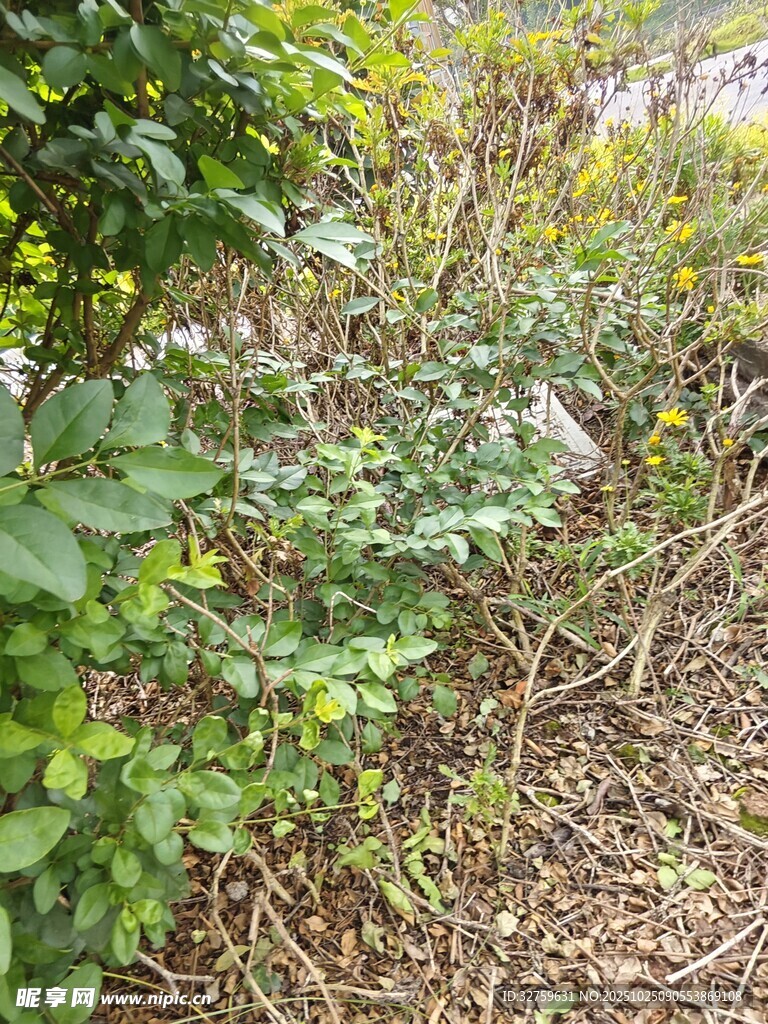 野外繁茂绿植景象
