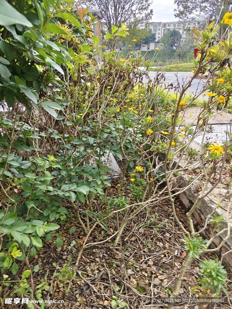 野外杂乱丛生的植物景象