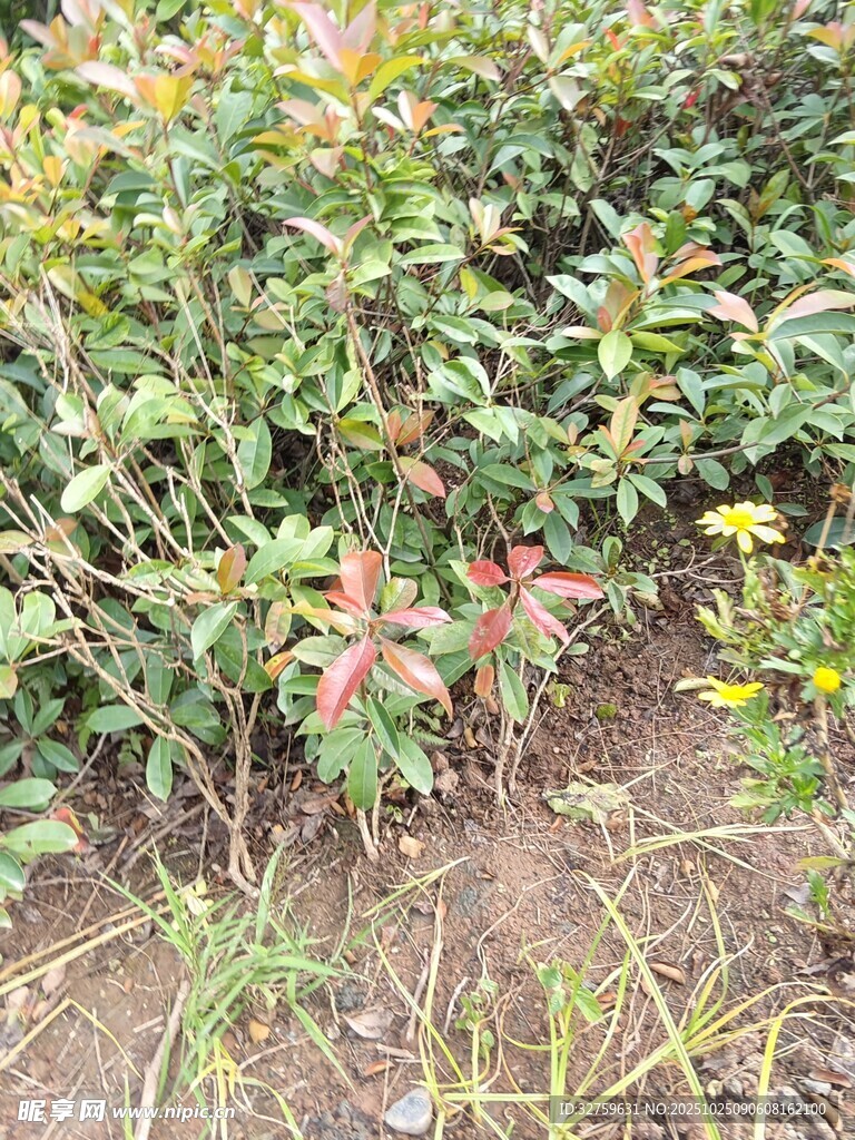 多彩植物丛中的生机景象