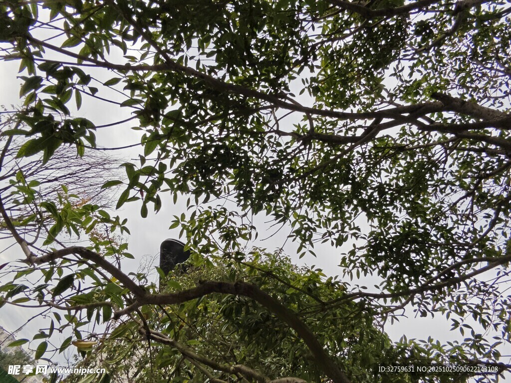 林间树梢上的静谧景象