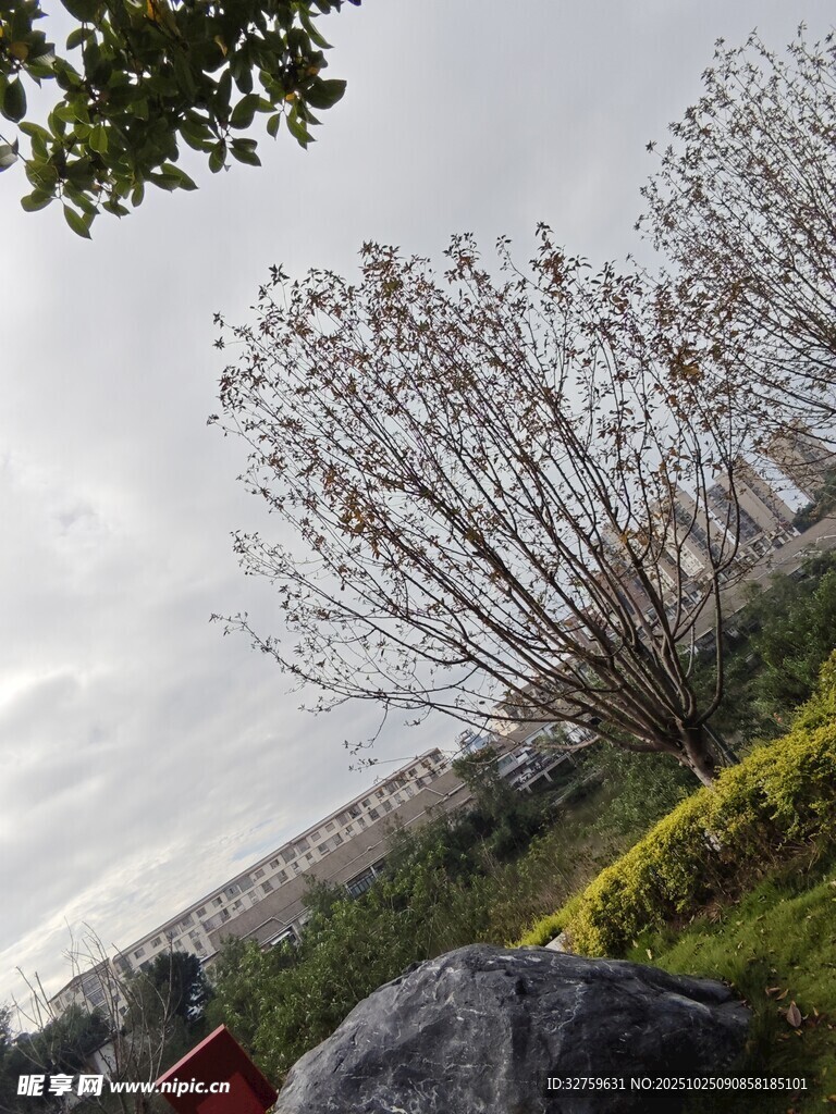 户外树木与绿植景观