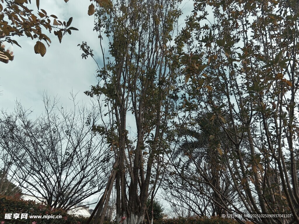 高大树木与周边植被景观