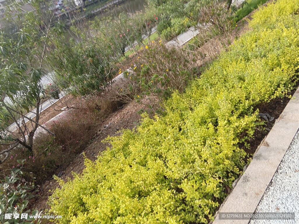 路边金黄绿植景观
