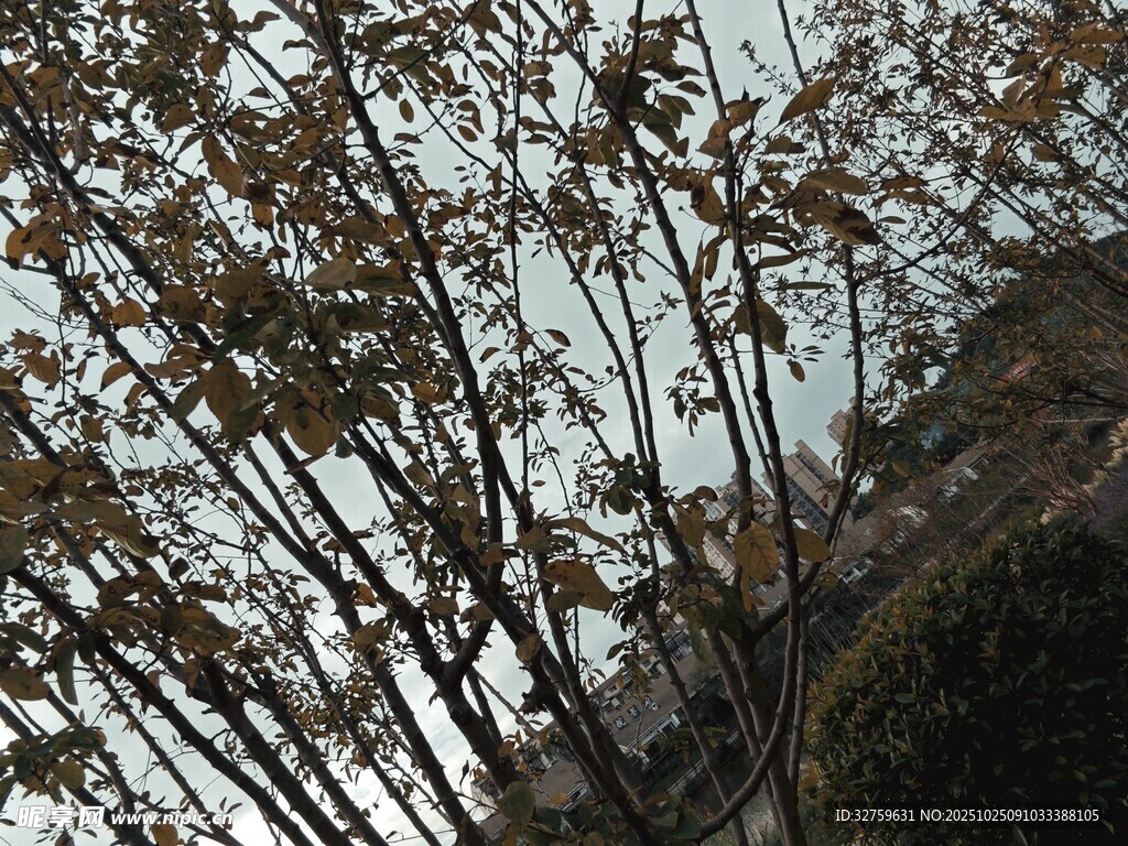仰视枯竹与绿植景观