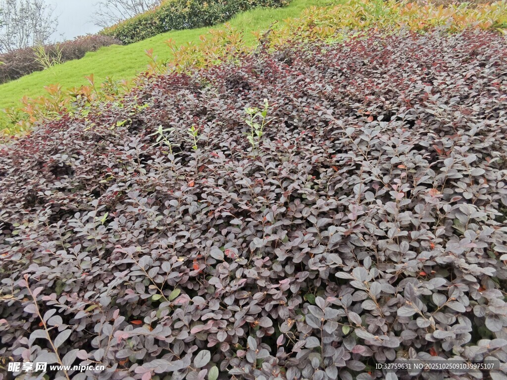 紫叶植物景观