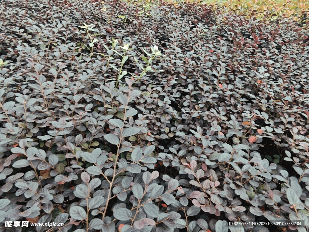 地面铺满紫红色落叶