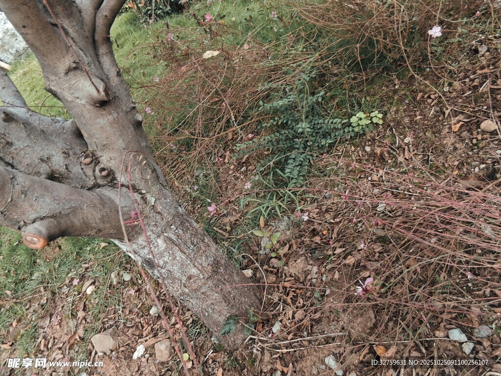 树干旁的杂乱植物