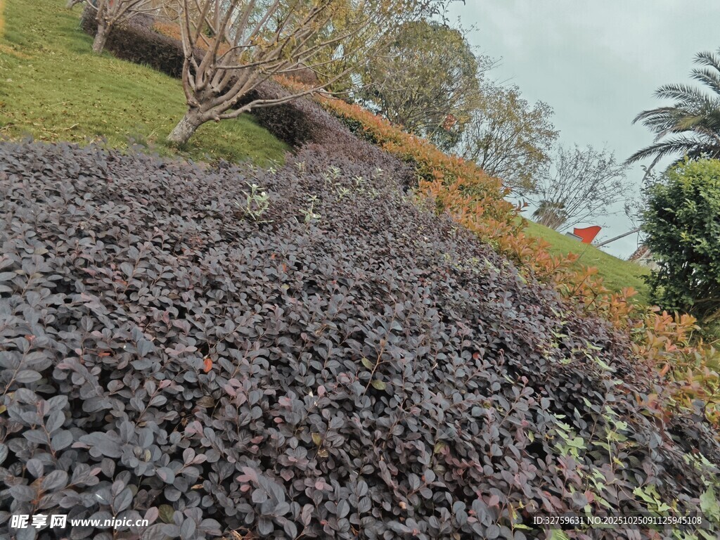 繁茂绿植景观