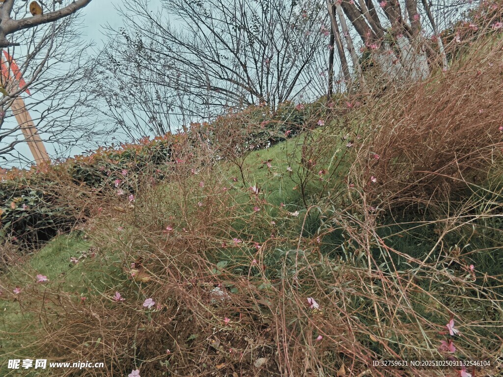 山坡上的枯萎与新生植被
