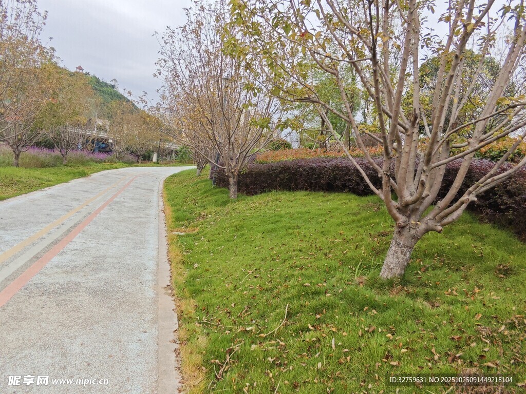乡村小路旁的树木与草地