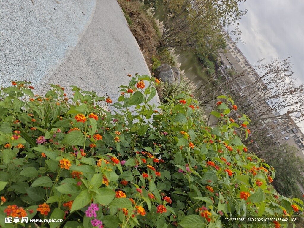 多彩花卉装点户外景致