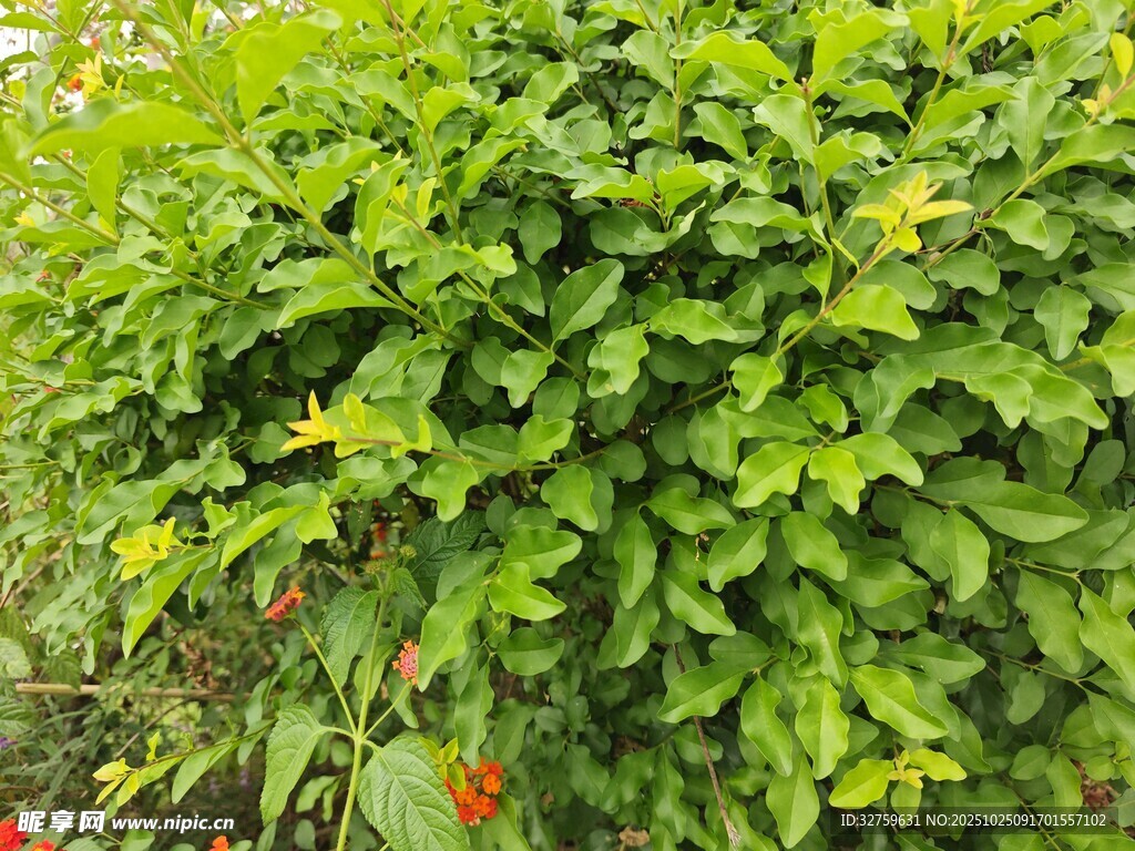 翠绿繁茂的植物景观