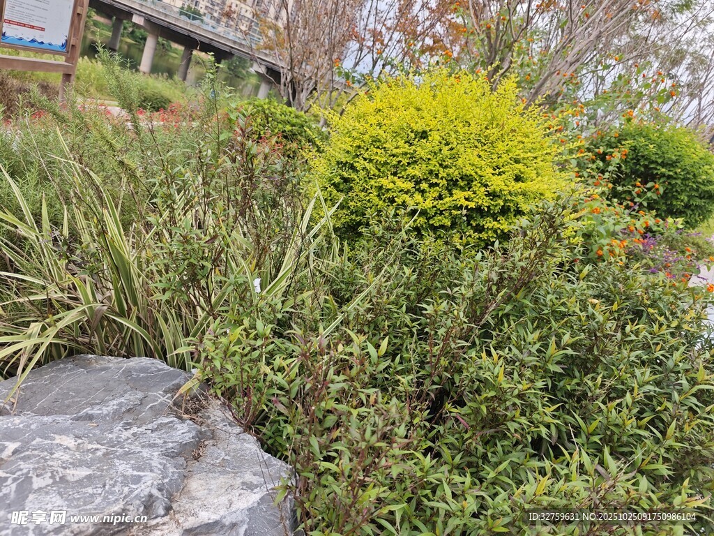 花园中的绿植与石块景观
