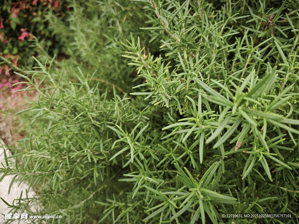 翠绿茂盛的植物枝叶