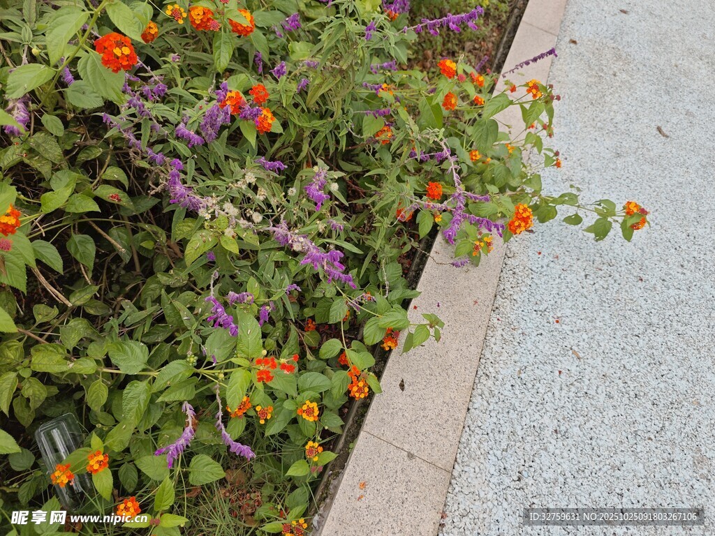 路边多彩花卉绽放