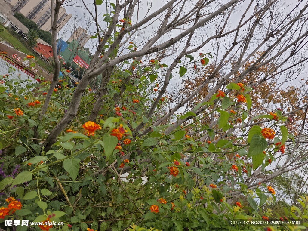 枝头绽放的艳丽橙色花朵