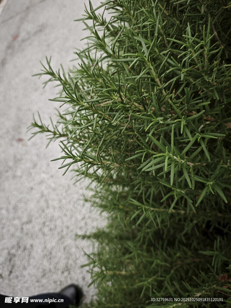 近景视角下的翠绿植物