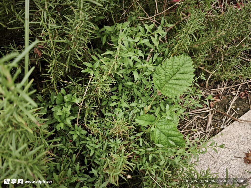 草丛中的绿色植物景观
