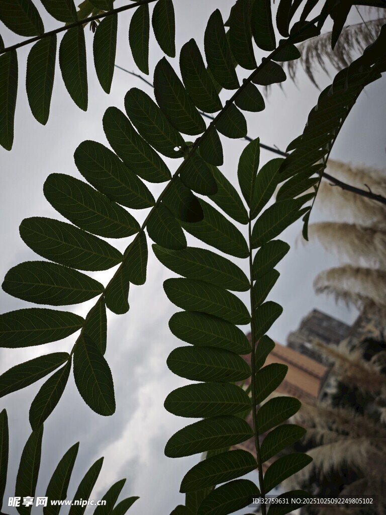 枝叶繁茂的绿植特写
