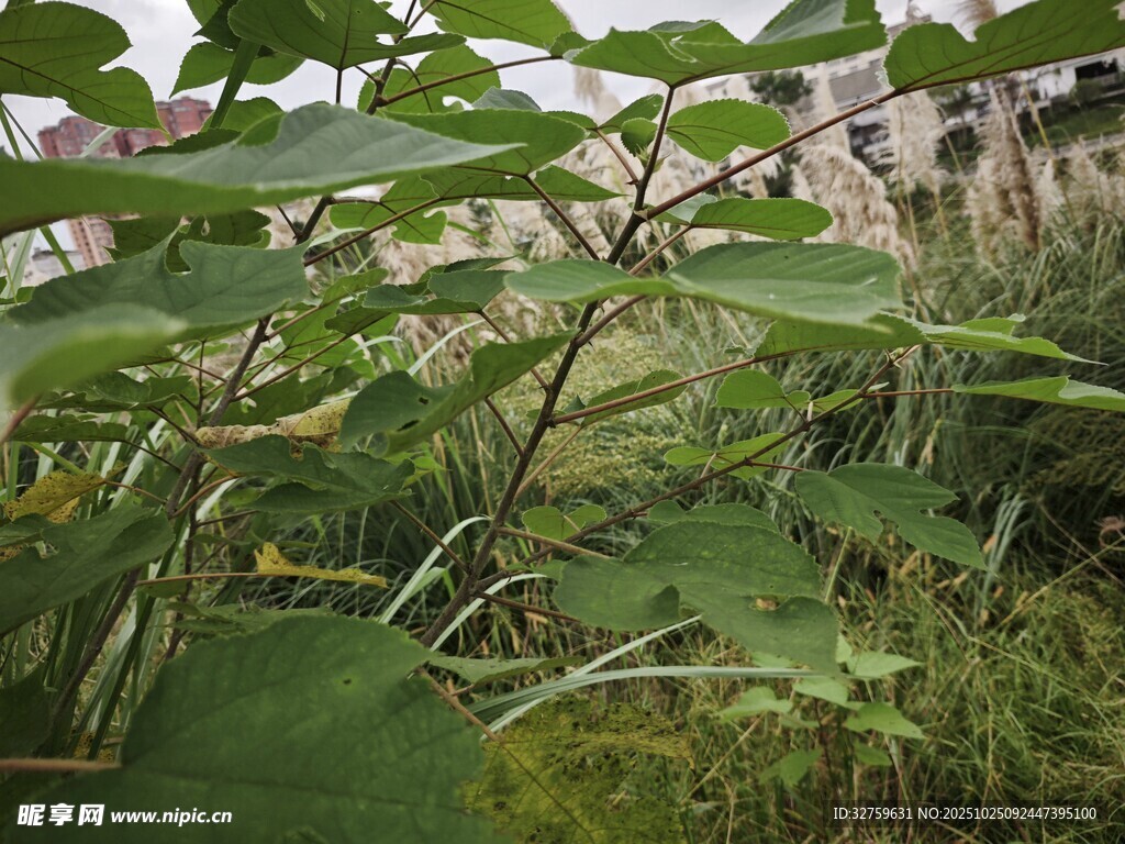 绿叶繁茂的植物景观