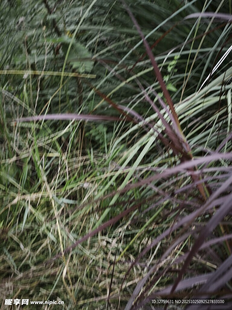 草丛中的神秘昆虫