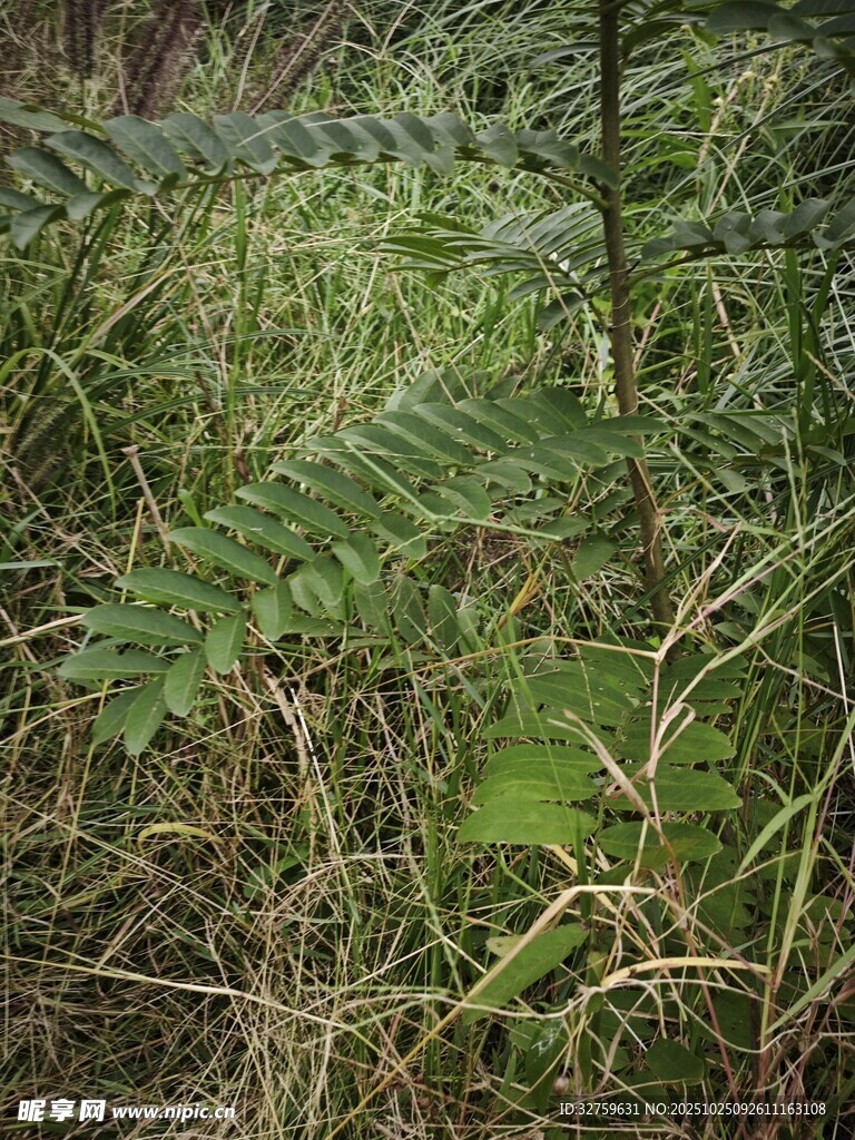 野外丛生的绿色植物
