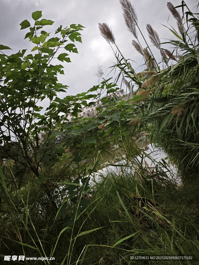 繁茂绿植间的自然景致