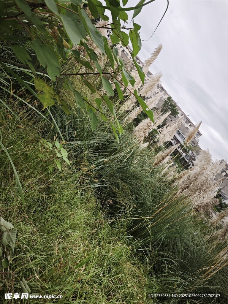 草丛中的建筑远景