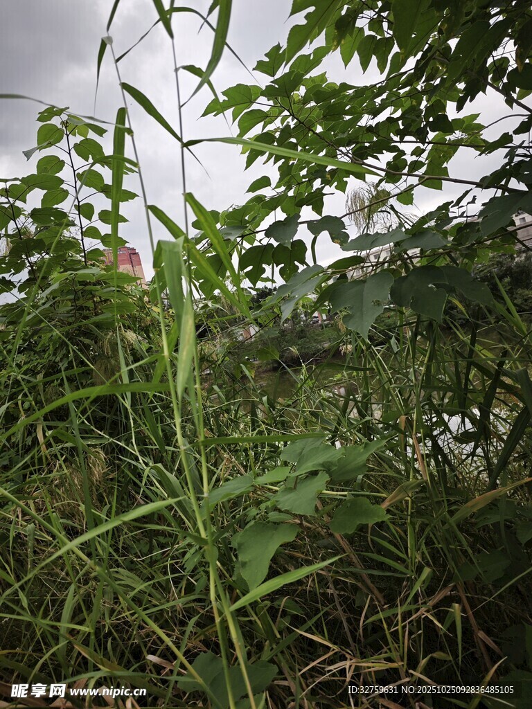 野外茂盛的绿色植物