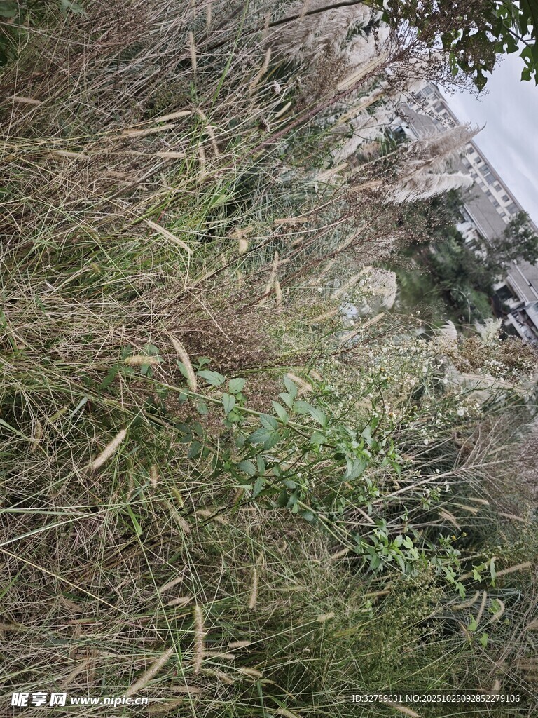 野外杂草丛生的自然景象