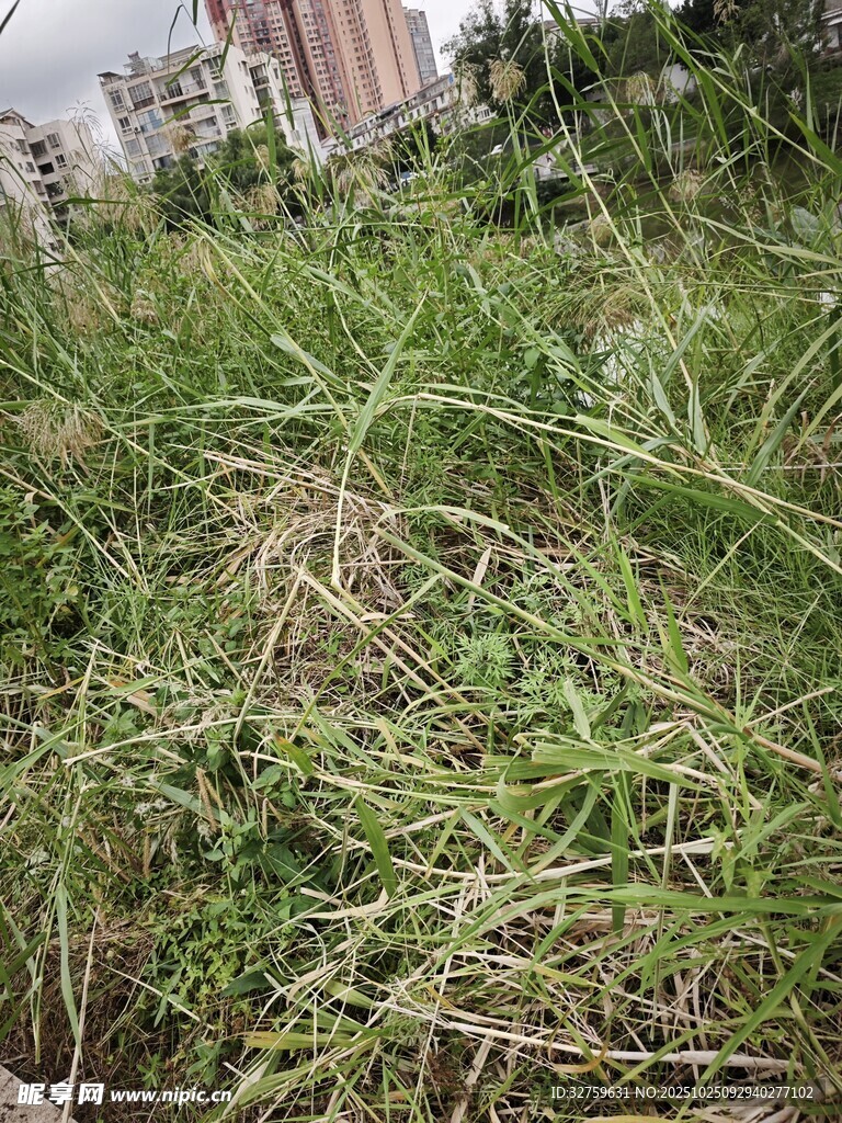 城市中茂盛的野生草地