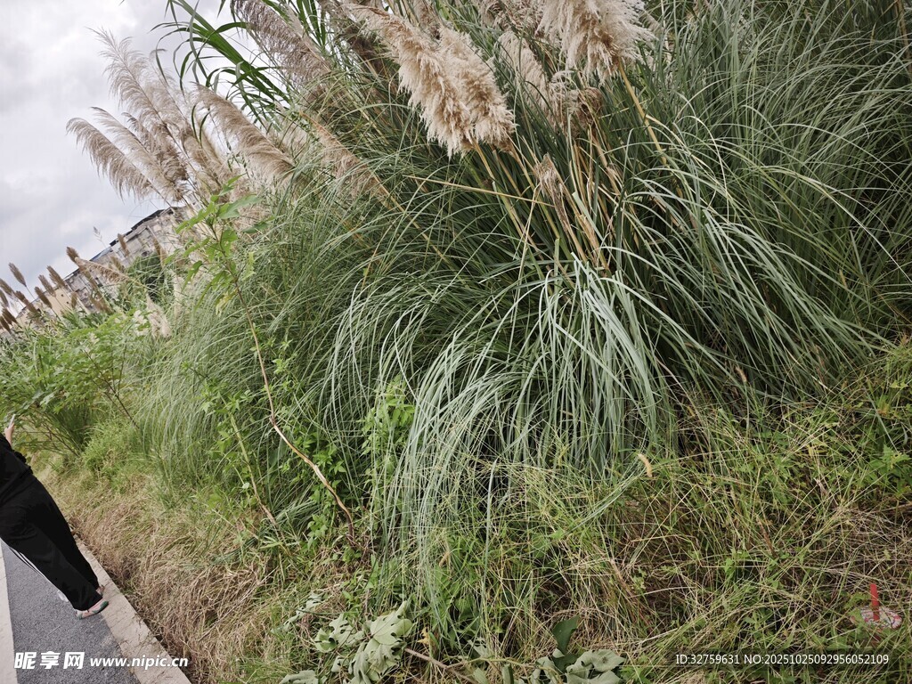 路边摇曳的蓬松蒲苇草