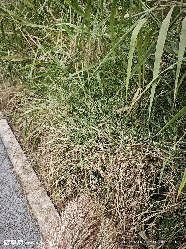路边茂盛的野草