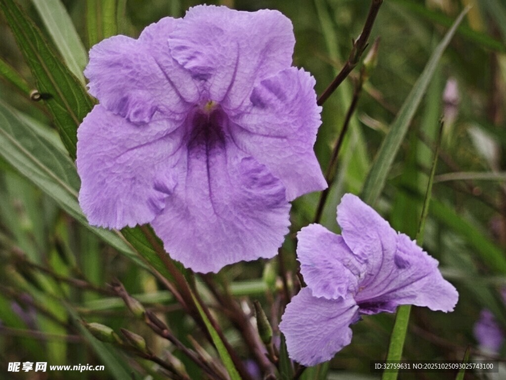 紫色娇美花朵绽放