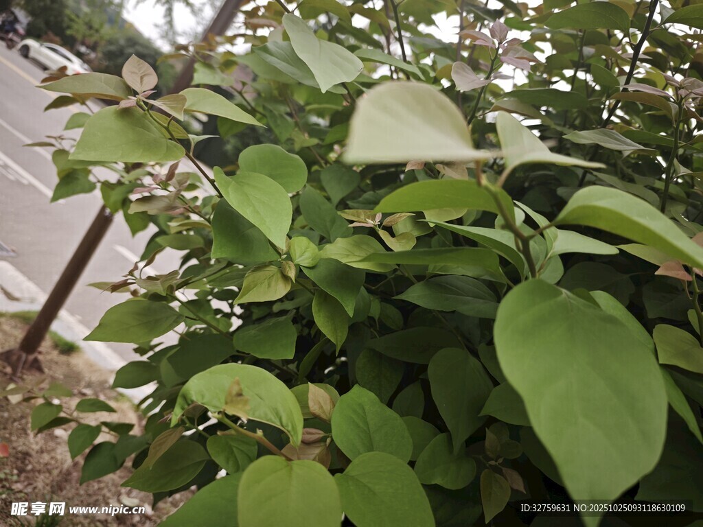 绿叶繁茂的植物景观