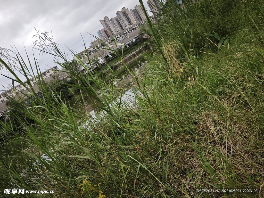 城市边的自然草地与水域