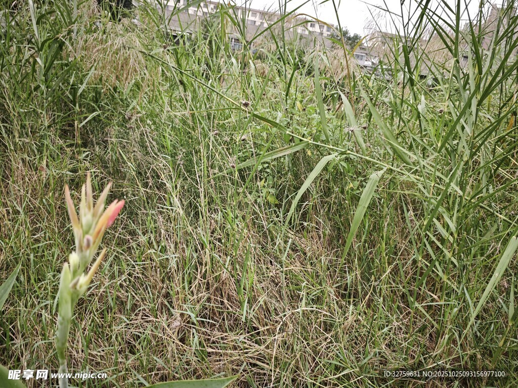 野外丛生的绿色植物